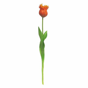 Tulpe Sally orange 45cm Blüte offen