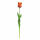 Tulpe Sally orange 45cm Blüte offen