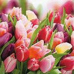 Servietten 24x24cm 20 St. Pink & Violet Tulips