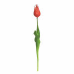 Tulpe Sally pink 45cm