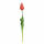Tulpe Sally pink 45cm