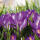 Motivserviette 33x33cm Frühjahr PAPER+DESIGN 191678 Krokusse
