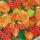 Serviette 33x33cm FSC-Mix 20 St., Flowers & fruits