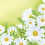 Serviette 33x33cm 20 St.White Daisies