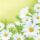 Serviette 33x33cm 20 St.White Daisies