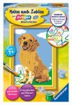 Malen nach Zahlen Bild Golden Retriever - Bild mit...