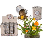 OOTB Dosenblume Blumenwiese