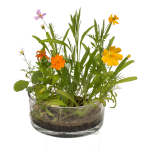 OOTB Dosenblume Blumenwiese