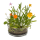 OOTB Dosenblume Blumenwiese