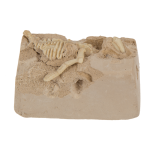 OOTB Ausgrabungsset Dinosaurier Skelett ca. 4 x 8 cm