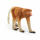 SCHLEICH GMBH  Schleich Wild Life  Nasenaffe