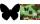 Securit Kreidetafel SILHOUETTE Sch metterling (70020088)