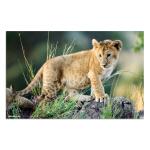 Herma Schreibunterlage Karton 55 x 35 cm Afrika Tiere