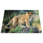Herma Schreibunterlage Karton 55 x 35 cm Afrika Tiere