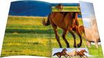 RNK Zeichenmappe Free Horses A3 Gummizug 310x440mm