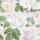 Motivserviette 33x33cm Rosen HOME F. 212124