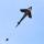 Ecoline Kinderdrachen Shark Kite 5