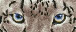 DIAMOND DOTZ 42x18cm  Snow Leopard Spy, zum Kreieren von...