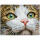 DIAMOND DOTZ  Green Eyed Beauty, 28,9x36,7cm, mit Rahmen, ab 8 Jahren, Pracht Hobby