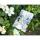 Clairefontaine Bloom Notizbuch 11x15,5 80Bl bl st