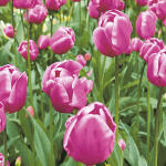 Serviette 33x33cm FSC-Mix  Tulip Garden, 3-lagig, 20...