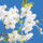 Serviette 33x33cm FSC-Mix  Blossom und Sky, 3-lagig, 20 Stück, Paper+Design