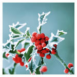 Serviette 24x24cm FSC-Mix  Frosty holly, 3-lagig, 20...