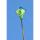 Ecoline Kinderdrachen Eddy Froggy 70 cm