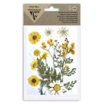 Clairefontaine Trockenblumen gepresst 12St gelb