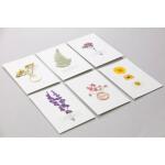 Clairefontaine Trockenblumen gepresst 12St Wiese