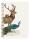 Clairefontaine Animalis Spiralbuch A5 74Bl lin st