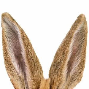 BRAUN & COMPANY  Servietten 33x33cm  Huhu Hase, 3-lagig, 20 Stück, First Season, Braun & Company