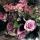 Servietten 33x33cm  Roses Mélangées du Marché, 3-lagig, 20 Stück,, ti-flair