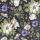 Blomma dunkelblau FSC-Mix, 3-lagig, 20 Stück,, stewo