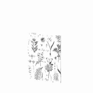 Briefpapierpack 10/10  Botanicals 185x250mm, Rössler