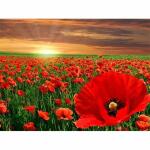 Diamond Painting  Mohnblumen, Inhalt: vorgedrucktes Bild,...