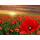 Diamond Painting  Mohnblumen, Inhalt: vorgedrucktes Bild, sortierte Steine,, der Applikator, ein kleines Tablett und Wachs,, 40x30cm