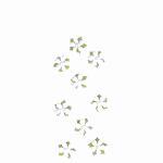 Sticker Nature Flowers  white blossom