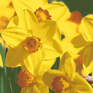 Servietten 33x33cm  Yellow daffodils FSC-Mix, 3-lagig, 20 Stück, Paper+Design