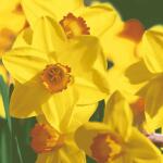 Servietten 33x33cm  Yellow daffodils FSC-Mix, 3-lagig, 20...