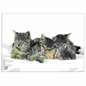 Veloflex Posterunterlage Katzen 350x500 mm